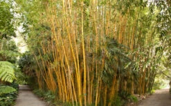 Robert Young Golden Bamboo (Phyllostachys Viridis 'Robert Young') - 3 Gallon Pot (4-6'+) -Outlet The Ever Garden Store Bamboo Robert Young 1 1