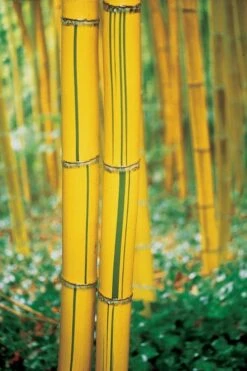 Robert Young Golden Bamboo - Phyllostachys Viridis 'Robert Young' - 3 Gallon Pot (2-4') -Outlet The Ever Garden Store Bamboo Robert Young 9
