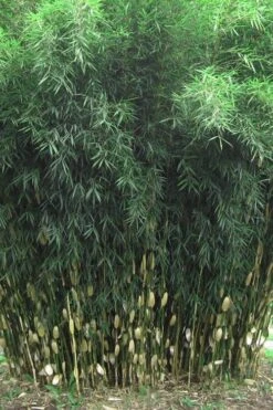 Robust Bamboo - Fargesia Robusta - 3 Gallon Pot -Outlet The Ever Garden Store Bamboo Robusta 1