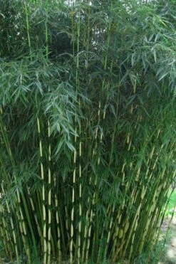 Robust Bamboo - Fargesia Robusta - 1 Gallon Pot
