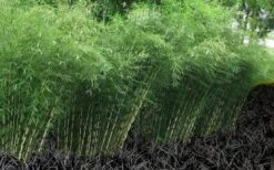 Robust Bamboo - Fargesia Robusta - 3 Gallon Pot -Outlet The Ever Garden Store Bamboo Robusta 4
