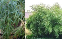 Sunset Glow Clumping Bamboo (Fargesia Rufa) - 3 Gallon Pot -Outlet The Ever Garden Store Bamboo Rufa 2