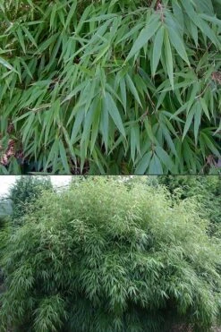 Dragons Head Bamboo - Fargesia Dracocephala 'Rufa' - 1 Gallon Pot -Outlet The Ever Garden Store Bamboo Rufa 500x750 2