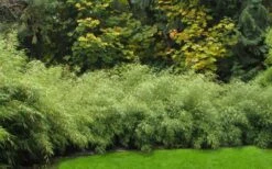 Dragons Head Bamboo (Fargesia Dracocephala 'Rufa') - 5 Gallon Pot -Outlet The Ever Garden Store Bamboo Rufa Hedge 1