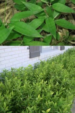 Ruscus Bamboo (Shibataea Kumasaca) - 1 Gallon Pot -Outlet The Ever Garden Store Bamboo Ruscus 500x750 1