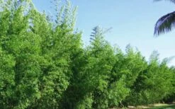 Seabreeze Bamboo - Bambusa Malingensis - 2 Gallon Pot -Outlet The Ever Garden Store Bamboo Seabreeze 2