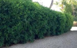 Seabreeze Bamboo - Bambusa Malingensis - 3 Gallon Pot -Outlet The Ever Garden Store Bamboo Seabreeze 3 1