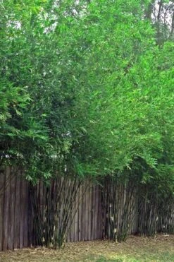 Seabreeze Bamboo - Bambusa Malingensis - 2 Gallon Pot -Outlet The Ever Garden Store Bamboo Seabreeze 4