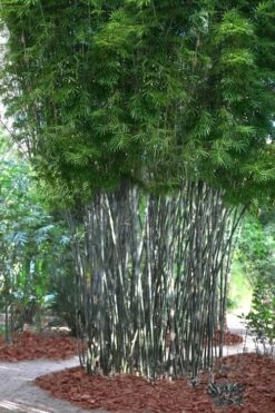 Silk Bamboo - Bambusa Textilis 'Glabra' - 2 Gallon Pot -Outlet The Ever Garden Store Bamboo Silk 5