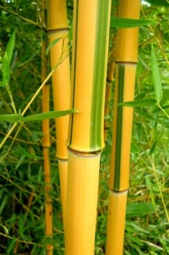Green Groove Golden Bamboo - Phyllostachys Aureosulcata 'Spectabilis' - 3 Gallon Pot (2-4') -Outlet The Ever Garden Store Bamboo Spectabilis 13 1