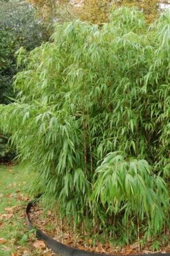 Square Stem Bamboo - Chimonobambusa Quadrangularis - 5 Gallon Pot -Outlet The Ever Garden Store Bamboo Square 2 1
