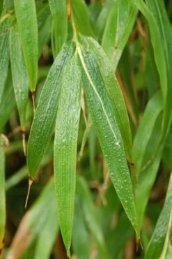 Square Stem Bamboo - Chimonobambusa Quadrangularis - 5 Gallon Pot -Outlet The Ever Garden Store Bamboo Square 3 1