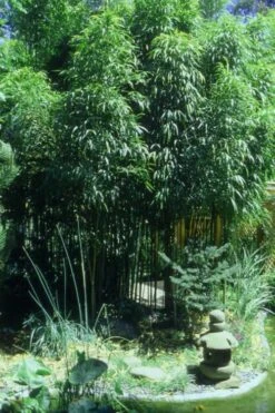 Square Stem Bamboo - Chimonobambusa Quadrangularis - 5 Gallon Pot -Outlet The Ever Garden Store Bamboo Square 4 3
