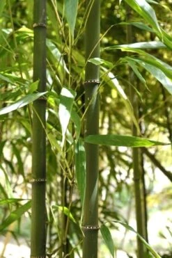 Square Stem Bamboo - Chimonobambusa Quadrangularis - 5 Gallon Pot -Outlet The Ever Garden Store Bamboo Square 7 1