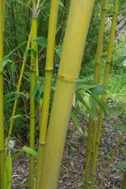 Stone Bamboo - Phyllostachys Angusta - 3 Gallon Pot (3-4') -Outlet The Ever Garden Store Bamboo Stone 2