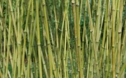 Stone Bamboo - Phyllostachys Angusta - 3 Gallon Pot (3-4') -Outlet The Ever Garden Store Bamboo Stone 3