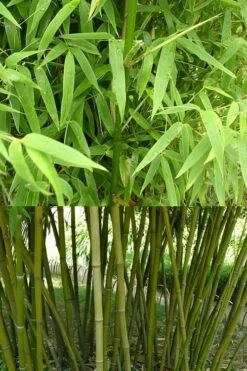 Stone Bamboo - Phyllostachys Angusta - 3 Gallon Pot (3-4') -Outlet The Ever Garden Store Bamboo Stone 4