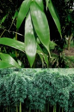 Sweet Shoot Bamboo - Phyllostachys Dulcis - 3 Gallon Pot -Outlet The Ever Garden Store Bamboo Sweet Shoot 6