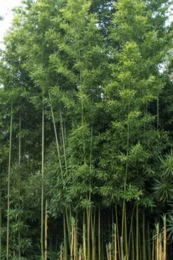 Temple Bamboo (Semiarundinaria Fastuosa) - 3 Gallon Pot (4-6'+) -Outlet The Ever Garden Store Bamboo Temple 20