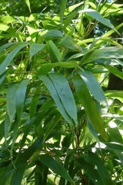 Temple Bamboo (Semiarundinaria Fastuosa) - 3 Gallon Pot (2-4') -Outlet The Ever Garden Store Bamboo Temple 6 1