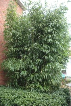 Temple Bamboo (Semiarundinaria Fastuosa) - 3 Gallon Pot (2-4') -Outlet The Ever Garden Store Bamboo Temple 9 1