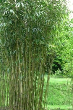 Tonkin Cane Tea Stick Bamboo - Pseudosasa Amabilis - 3 Gallon Pot -Outlet The Ever Garden Store Bamboo Tonkin Cane 21