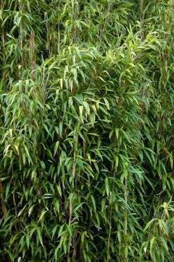 Tonkin Cane Tea Stick Bamboo - Pseudosasa Amabilis - 3 Gallon Pot -Outlet The Ever Garden Store Bamboo Tonkin Cane 3