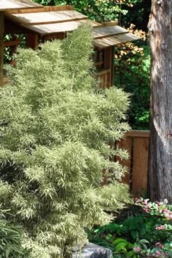 Variegated Chinese Temple Bamboo - Sinobambusa Tootsik 'Albostriata' - 3 Gallon Pot 8 Variegated Chinese Temple Bamboo - Sinobambusa Tootsik 'Albostriata' - 3 Gallon Pot -Outlet The Ever Garden Store Bamboo Variegated Chinese Temple Bamboo 5