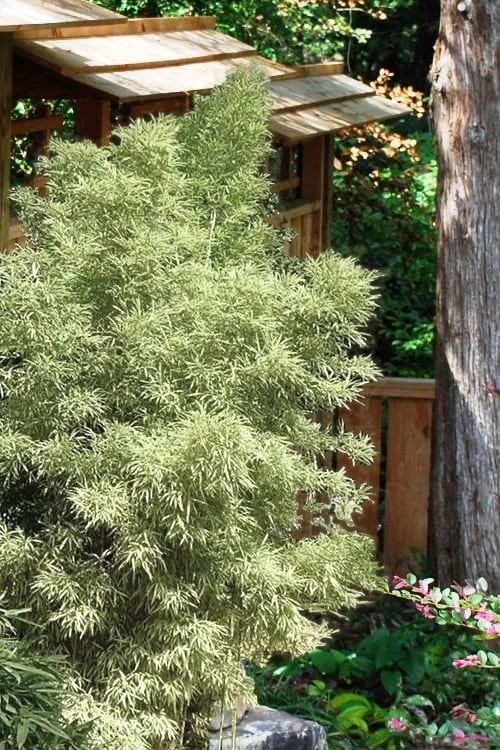 Variegated Chinese Temple Bamboo - Sinobambusa Tootsik 'Albostriata' - 3 Gallon Pot 4 Variegated Chinese Temple Bamboo - Sinobambusa Tootsik 'Albostriata' - 3 Gallon Pot - Image 4