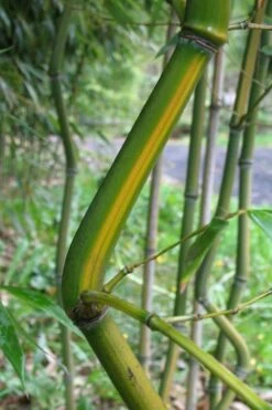 Yellow Groove Bamboo (Phyllostachys Aureosulcata) - 3 Gallon Pot (4-6'+) -Outlet The Ever Garden Store Bamboo Yellow Groove 11