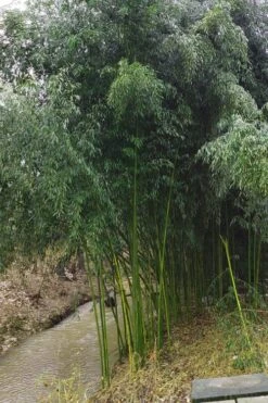 Yellow Groove Bamboo (Phyllostachys Aureosulcata) - 3 Gallon Pot (4-6'+) -Outlet The Ever Garden Store Bamboo Yellow Groove 13