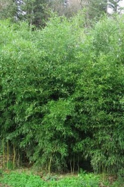 Yellow Groove Bamboo (Phyllostachys Aureosulcata) - 3 Gallon Pot (2-4')