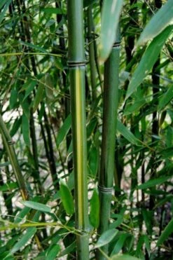 Yellow Groove Bamboo (Phyllostachys Aureosulcata) - 3 Gallon Pot (4-6'+) -Outlet The Ever Garden Store Bamboo Yellow Groove 9