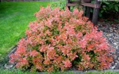 Admiration Barberry - 2 Gallon Pot -Outlet The Ever Garden Store Barberry Admiration 10