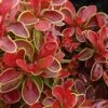 Admiration Barberry - 1 Gallon Pot