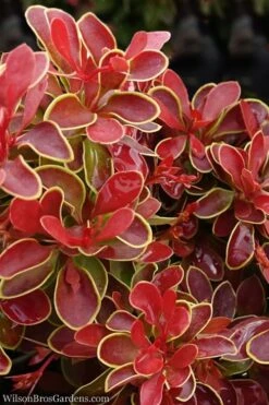 Admiration Barberry - 2 Gallon Pot