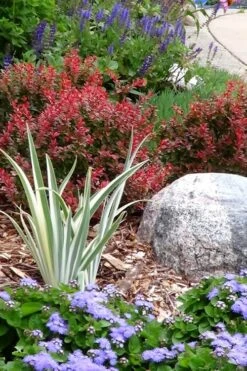 Admiration Barberry - 1 Gallon Pot -Outlet The Ever Garden Store Barberry Admiration 7 1