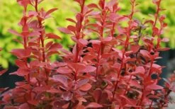 Orange Rocket Barberry - 1 Gallon Pot -Outlet The Ever Garden Store Barberry Orange Rocket