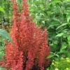 Orange Rocket Barberry - 2.5 Quart Pot