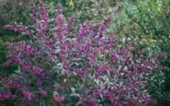 Pearl Glam Beautyberry - Callicarpa - 3 Gallon Pot -Outlet The Ever Garden Store Beautyberry Pearl Glam 2 1