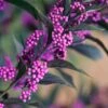 Pearl Glam Beautyberry - Callicarpa - 1 Gallon Pot