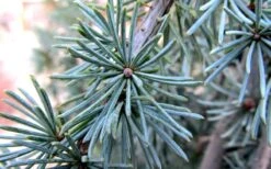 Horstmann Dwarf Blue Atlas Cedar - 3 Gallon Pot 7 Horstmann Dwarf Blue Atlas Cedar - 3 Gallon Pot -Outlet The Ever Garden Store Blue Atlas Cedar Needles Foliage leaves