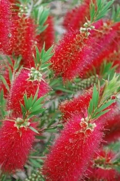 Red Cluster Bottlebrush Tree - 7 Gallon Pot -Outlet The Ever Garden Store Bottlebrush Red Cluster 500x750 1