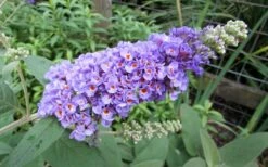 Lo & Behold Blue Chip Dwarf Butterfly Bush - 3 Gallon Pot -Outlet The Ever Garden Store Butterfly Bush Blue Chip