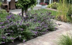 Lo & Behold Blue Chip Dwarf Butterfly Bush - 3 Gallon Pot -Outlet The Ever Garden Store Butterfly Bush Blue Chip Massed 2
