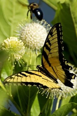 Fiber Optics Buttonbush (Cephalanthus Occidentalis 'Bailoptics') - 3 Gallon Pot -Outlet The Ever Garden Store Buttonbush Sugar Shack 3