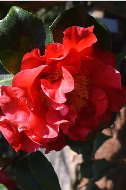 Frank Brownlee Camellia - 3 Gallon Pot -Outlet The Ever Garden Store Camellia Frank Brownlee 2