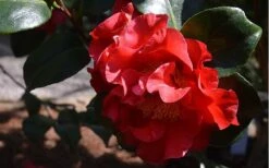 Frank Brownlee Camellia - 3 Gallon Pot -Outlet The Ever Garden Store Camellia Frank Brownlee 3