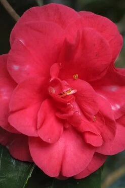 Jolly Roger Camellia Japonica 'Gigantea' - 1 Gallon Pot - SALE! -Outlet The Ever Garden Store Camellia Gigantea 10