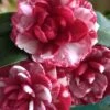 Kiku-Toji Camellia Japonica - 3 Gallon Pot